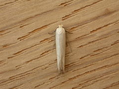 Oecophorinae