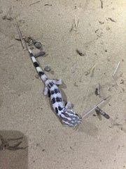 Teratoscincus keyserlingii