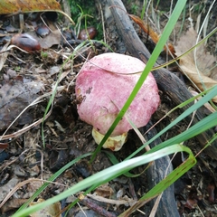 Butyriboletus regius