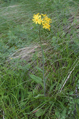 Tephroseris cladobotrys subfloccosa