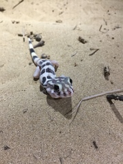 Teratoscincus keyserlingii