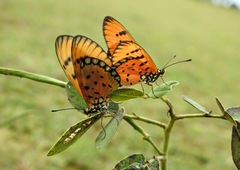 Acraea terpsicore