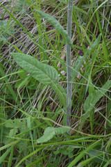 Tephroseris cladobotrys subfloccosa