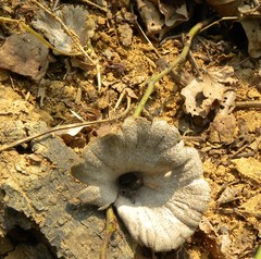Cymatoderma dendriticum
