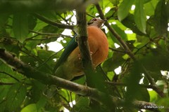 Ducula rufigaster