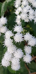 Ageratina altissima