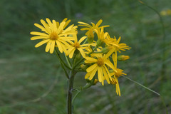 Tephroseris cladobotrys subfloccosa