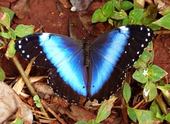 Morpho helenor achillides