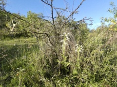 Habenaria macroceratitis