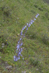 Campanula sarmatica