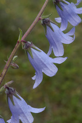 Campanula sarmatica