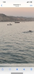 Delphinus