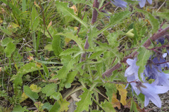Campanula sarmatica