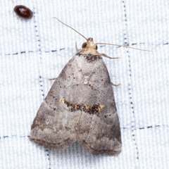 Hyperstrotia flaviguttata