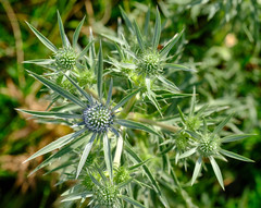 Eryngium amethystinum