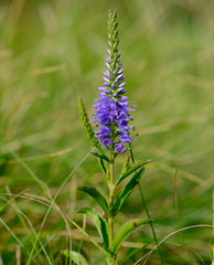 Veronica barrelieri