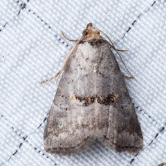 Hyperstrotia flaviguttata