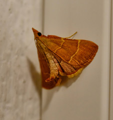 Hypsopygia incarnatalis