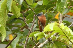 Edolisoma schisticeps