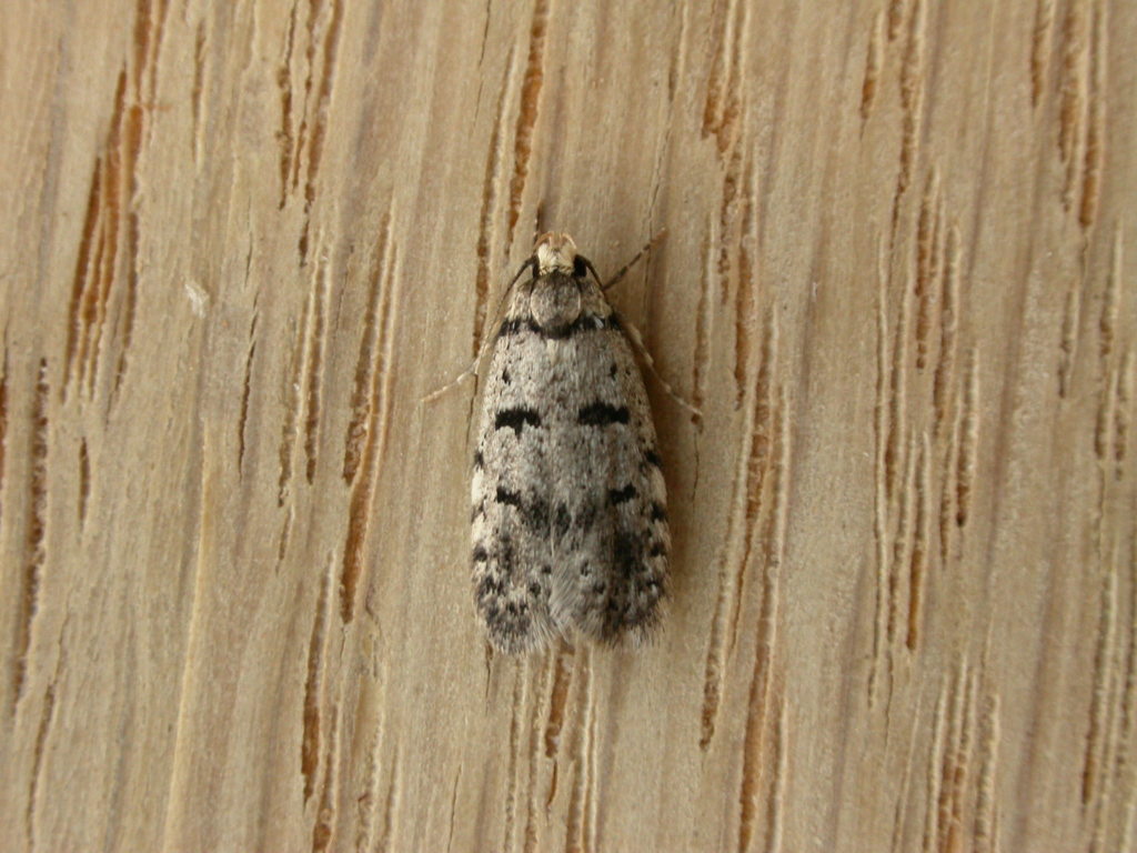 Scatochresis episema