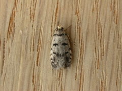 Scatochresis episema