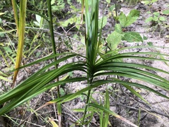 Carex muskingumensis