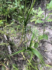 Carex muskingumensis