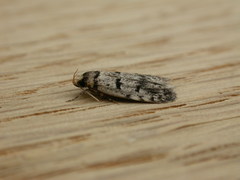 Scatochresis episema