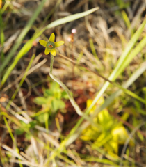 Pinguicula lutea