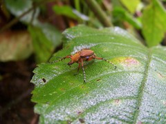 Macrodactylus sulphureus
