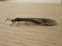 Glenoleon meteoricus