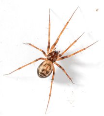 Lepthyphantes leprosus