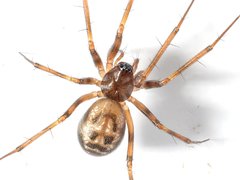 Lepthyphantes leprosus
