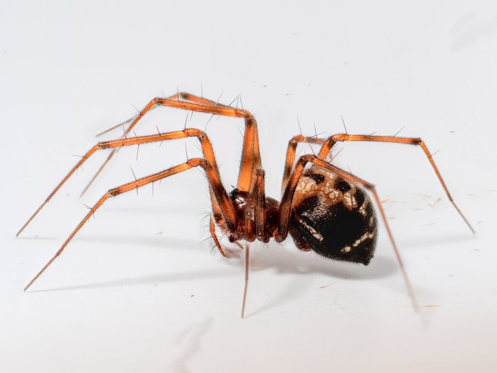 Household Fine Sheetweaver