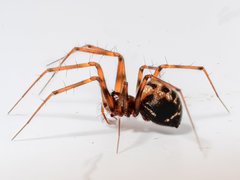 Lepthyphantes leprosus