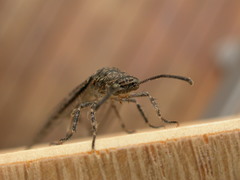 Glenoleon meteoricus