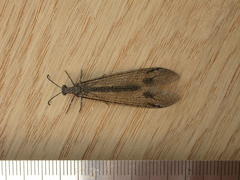 Glenoleon meteoricus