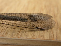 Glenoleon meteoricus