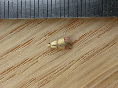 Heteroteucha distephana