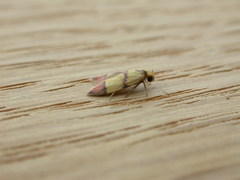 Heteroteucha distephana