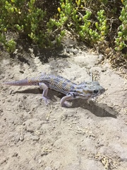 Teratoscincus keyserlingii