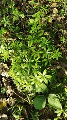 Galium odoratum
