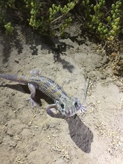 Teratoscincus keyserlingii