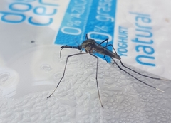 Toxorhynchites rutilus