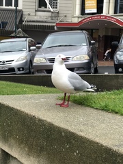 Chroicocephalus novaehollandiae scopulinus