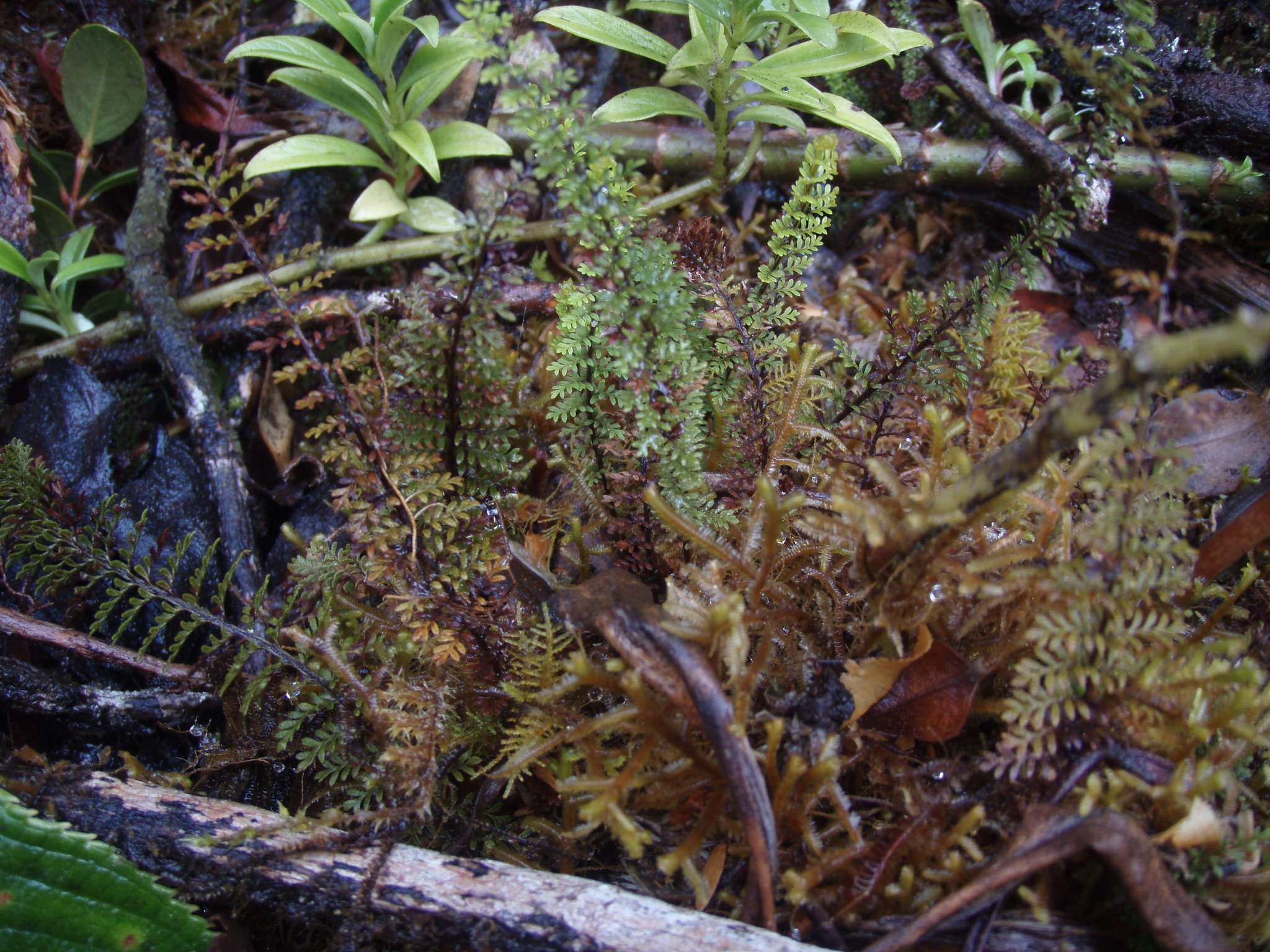 Adenophorus epigaeus