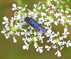 Tenthredo costata