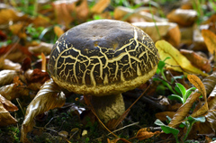 Leccinellum pseudoscabrum