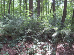 Eleutherococcus sieboldianus