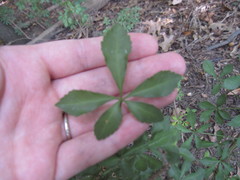 Eleutherococcus sieboldianus